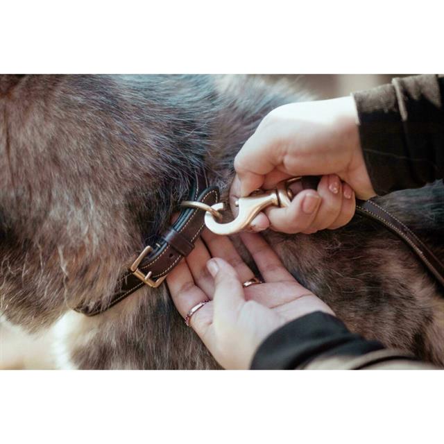 Laisse Pour Chien Classique Dy'on Marron