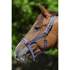 Licol Dublin Bucas Violet