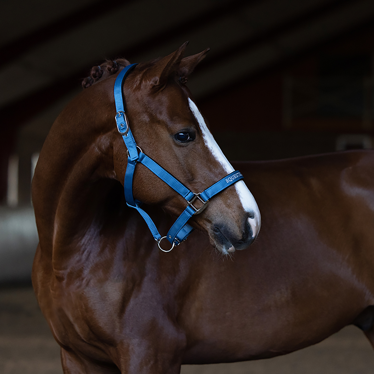 Licol et longe Total Eclipse - Equestrian Stockholm Tailles article cheval  Cob