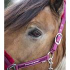 Licol et Longe Reno HORSEGEAR Rouge foncé
