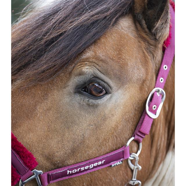 Licol et Longe Reno HORSEGEAR Rouge foncé