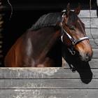 Licol Finn HORSEGEAR Noir-gris