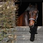 Licol Finn HORSEGEAR Noir-gris