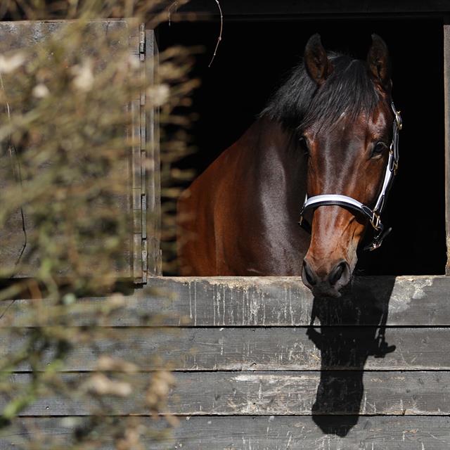 Licol Finn HORSEGEAR Noir-gris