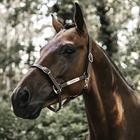 Licol Flexible Kentucky Marron