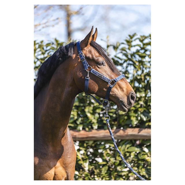 Licol Grooming Anky Bleu foncé