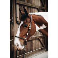 Licol Grooming Kentucky Marron