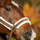 Licol HGLyx HORSEGEAR Marron foncé