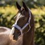 Licol IRHLovely Imperial Riding Rose clair