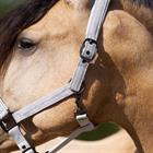 Licol IRHSparkle Imperial Riding Blanc cassé