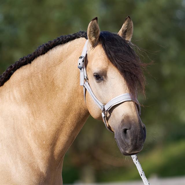 Licol IRHSparkle Imperial Riding Blanc cassé
