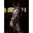 Licol Leather Crystal LeMieux Marron
