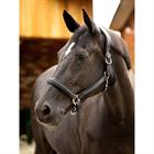 Licol Leather Crystal LeMieux Noir