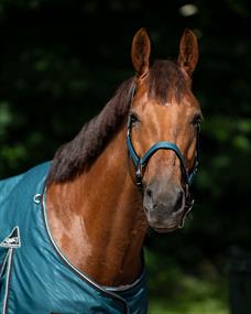 Licol & longe Turnout Collection QHP