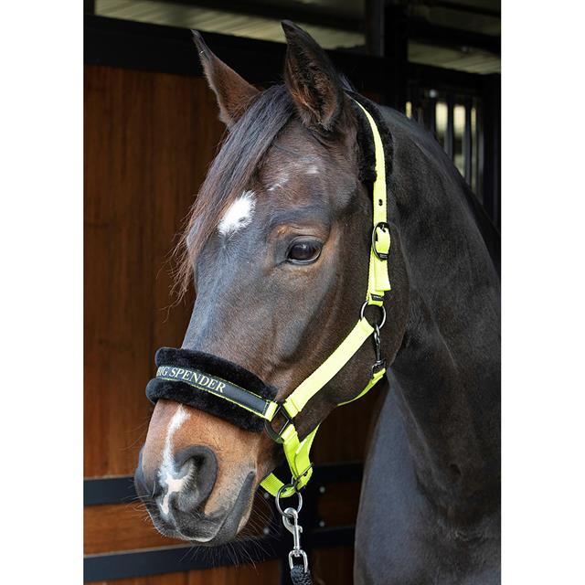 Licol Lyrics Quotes Harry's Horse Vert clair