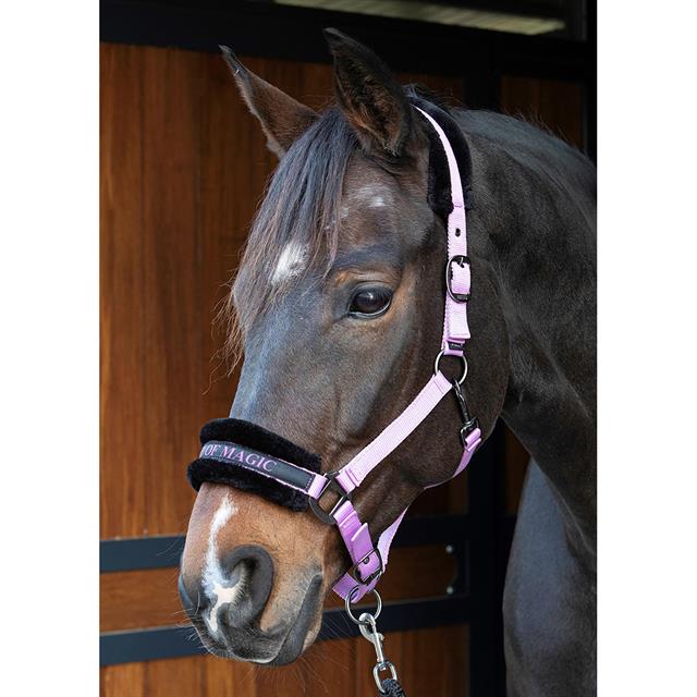 Licol Lyrics Quotes Harry's Horse Violet