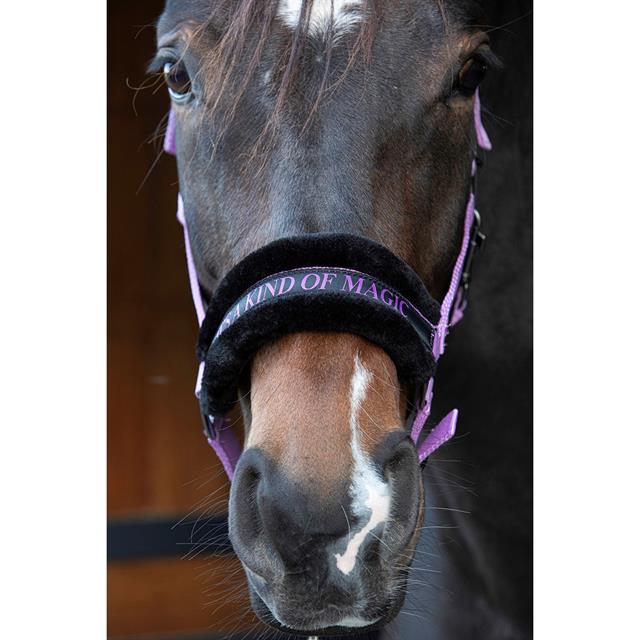 Licol Lyrics Quotes Harry's Horse Violet