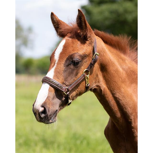 Licol Poulain Foal Lupine Cuir QHP Marron moyen- beige