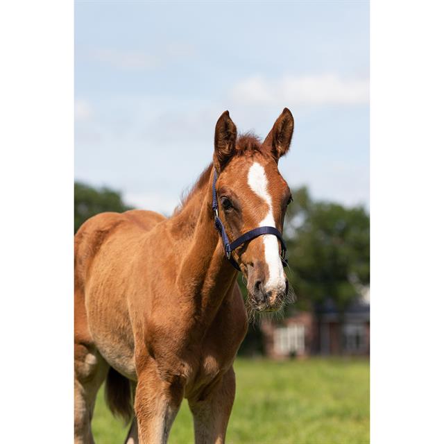 Licol Poulain Foal Mini Q-Essentials Bleu foncé