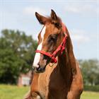 Licol Poulain Foal Mini Q-Essentials Rouge
