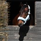 Licol Suave HORSEGEAR Bleu clair