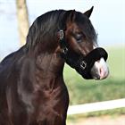 Licol Suave HORSEGEAR Noir