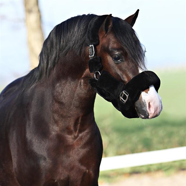 Licol Suave HORSEGEAR Noir