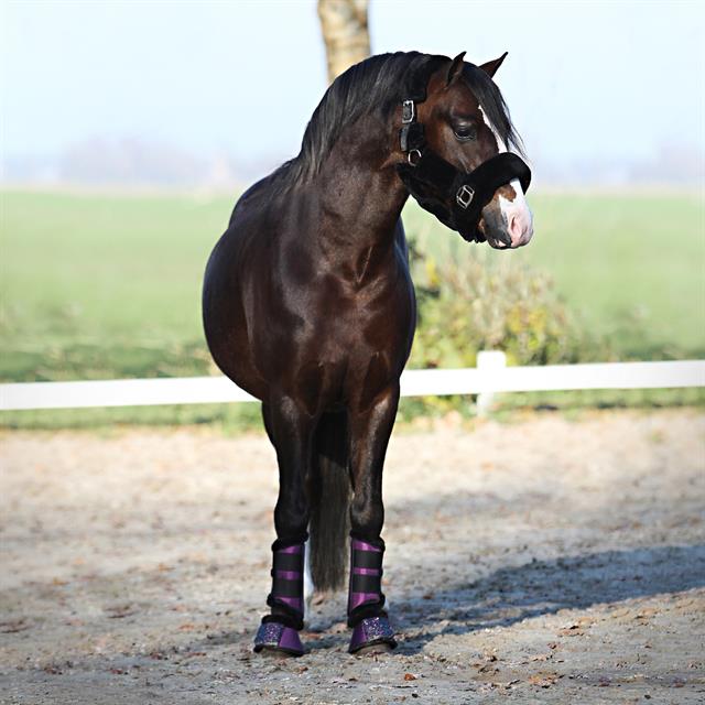 Licol Suave HORSEGEAR Noir