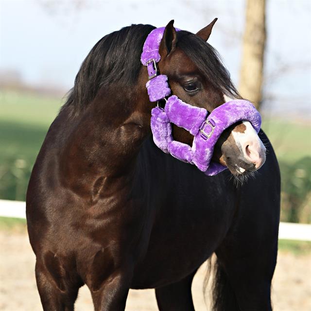 Licol Suave Horsegear Violet