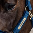 Licol Velvet Kentucky Bleu foncé
