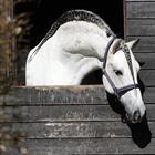 Licol Zari HORSEGEAR Bleu foncé-argenté