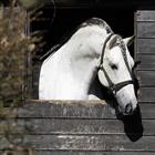 Licol Zari HORSEGEAR Noir-doré