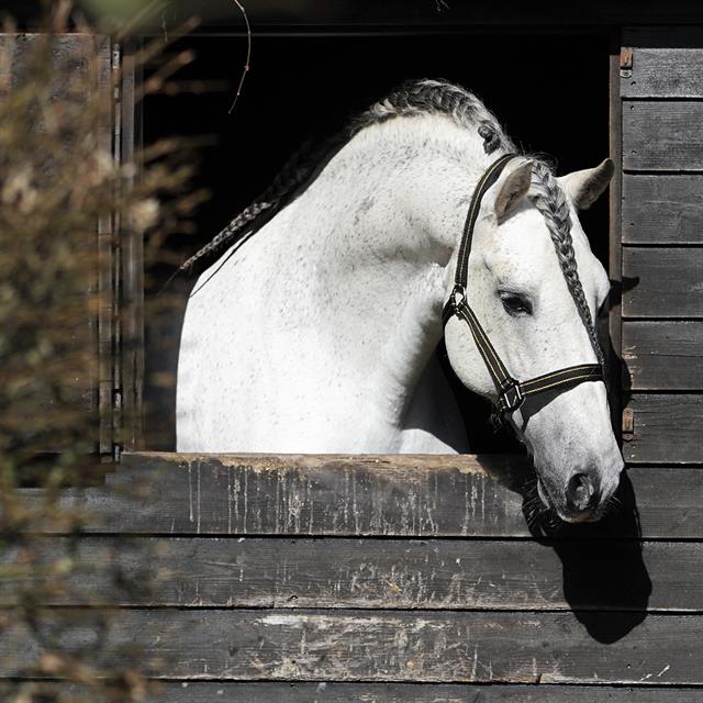Licol Zari HORSEGEAR Noir-doré