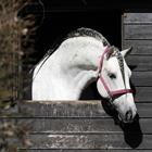 Licol Zari HORSEGEAR Rouge-argenté