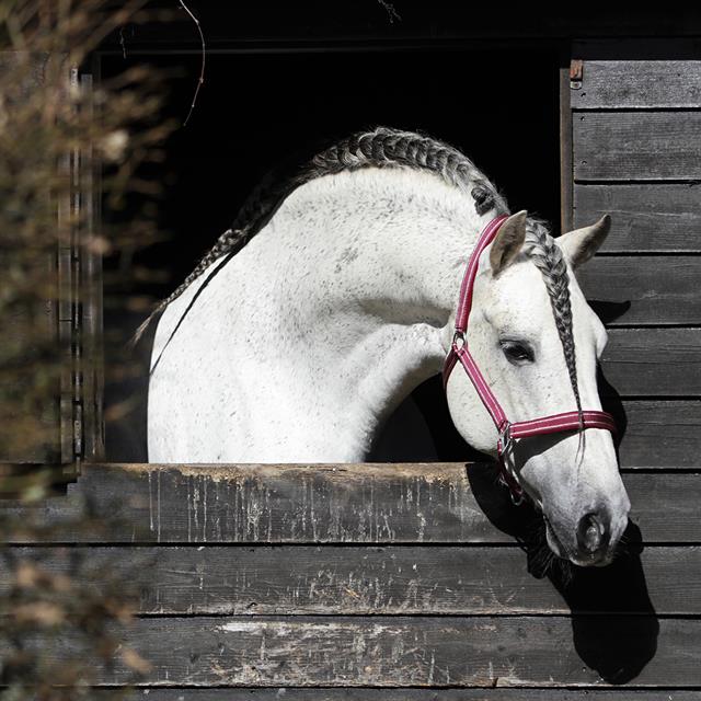 Licol Zari Horsegear Rouge-argenté