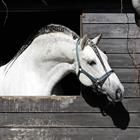 Licol Zari HORSEGEAR Vert foncé