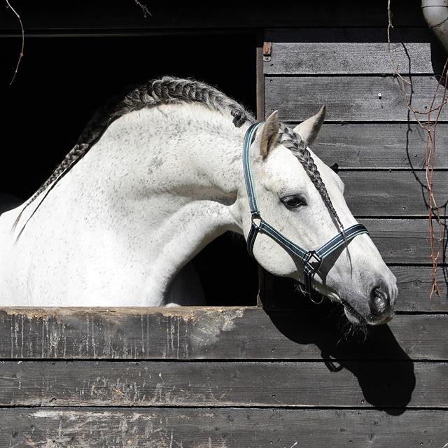 Licol Zari HORSEGEAR Vert foncé