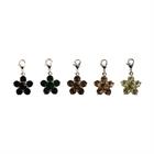 Lucky Charm Flower Kentucky - lot de 5 Vert