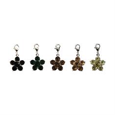 Lucky Charm Flower Kentucky - lot de 5 Vert
