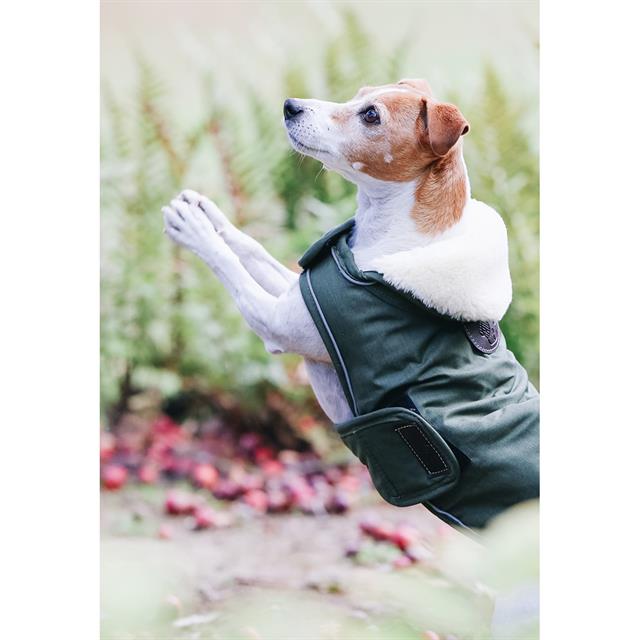Manteau pour chien imperméable 300 g Kentucky Vert