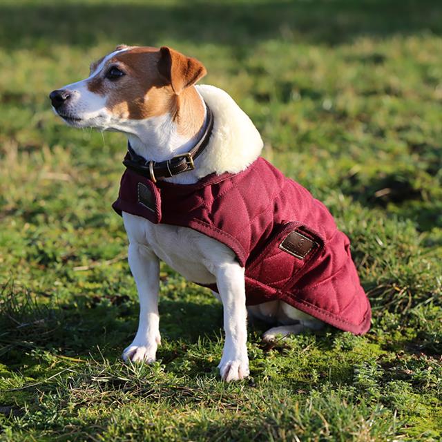 Manteau pour chien Kentucky Rouge foncé