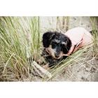 Manteau pour teckel imperméable 160 g Kentucky Rose clair
