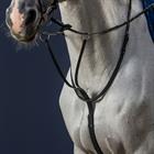 Martingale Nec Dy'on Noir