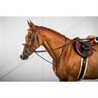 Martingale Standing Usc Dy'on Marron