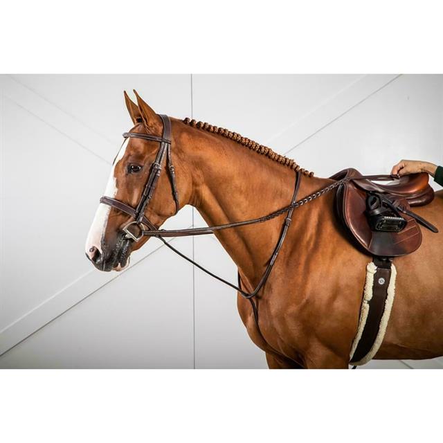 Martingale Standing Usc Dy'on Marron