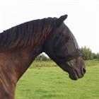 Masque anti-mouches Stretchy HORSEGEAR Noir-noir