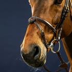 Noseband avec 2 attaches amovibles D Collection by Dy'on Marron