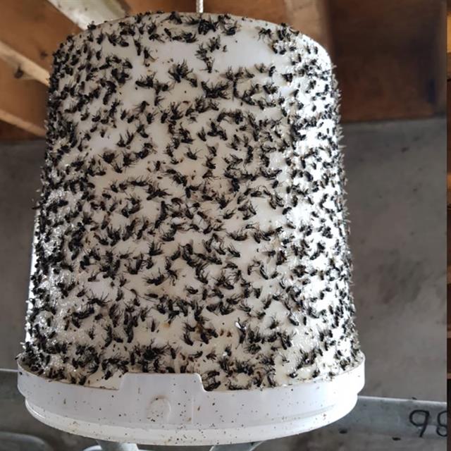 Piège à Taon White Sticky-Trap Blanc