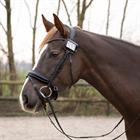Porte dossards QHP Noir