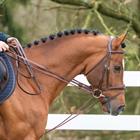 Rênes Allemandes New English Huntergrip Dy'on Marron